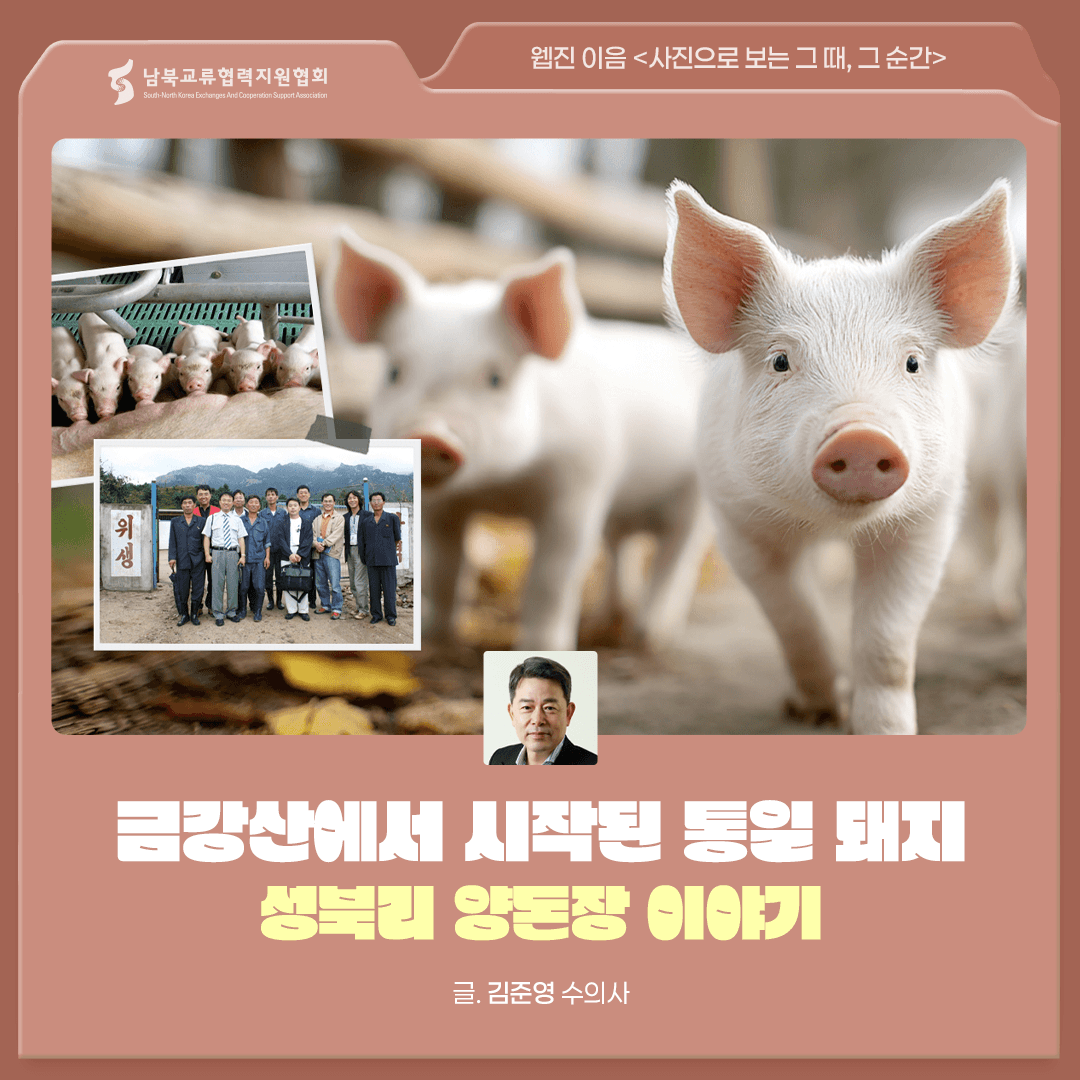 금강산에서 시작된 통일 돼지 - 성북리 양돈장 이야기